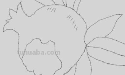 石榴树怎么画简笔画 简笔画石榴花？