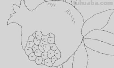 石榴树怎么画简笔画 简笔画石榴花？