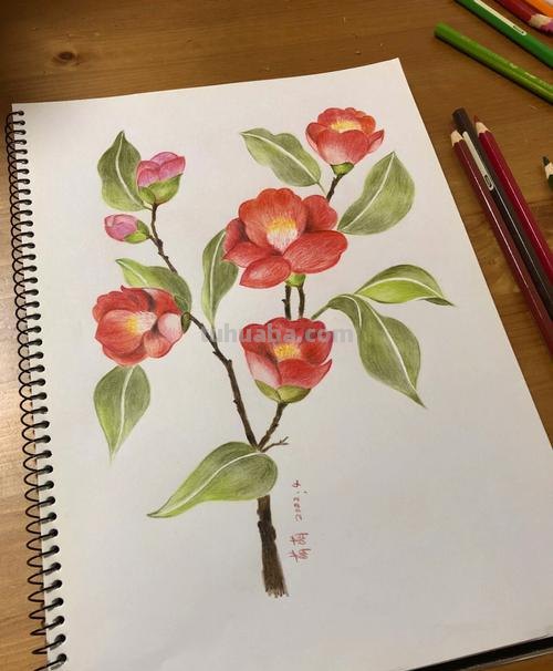 漂亮的彩铅画作品，适合临摹学习！