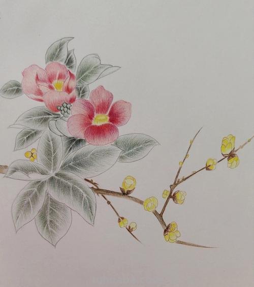 漂亮的彩铅画作品，适合临摹学习！