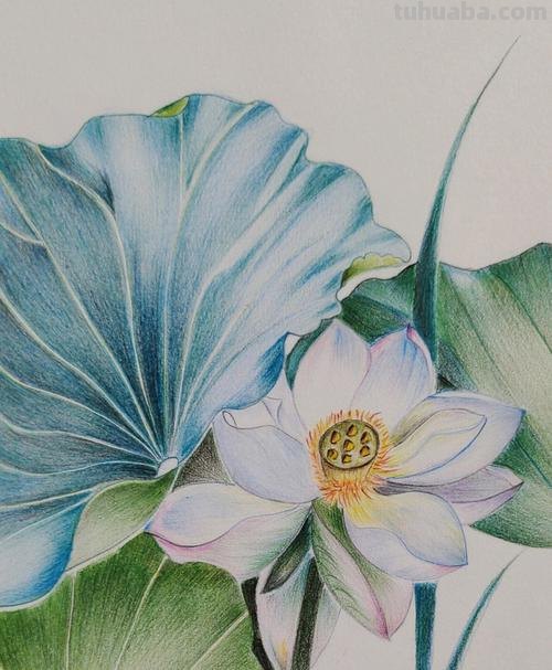 漂亮的彩铅画作品，适合临摹学习！