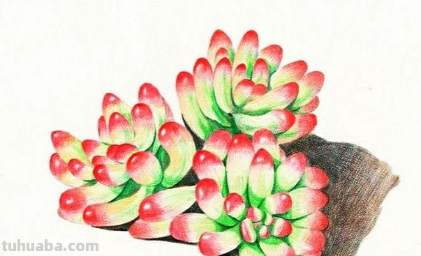 漂亮的彩铅画作品，适合临摹学习！