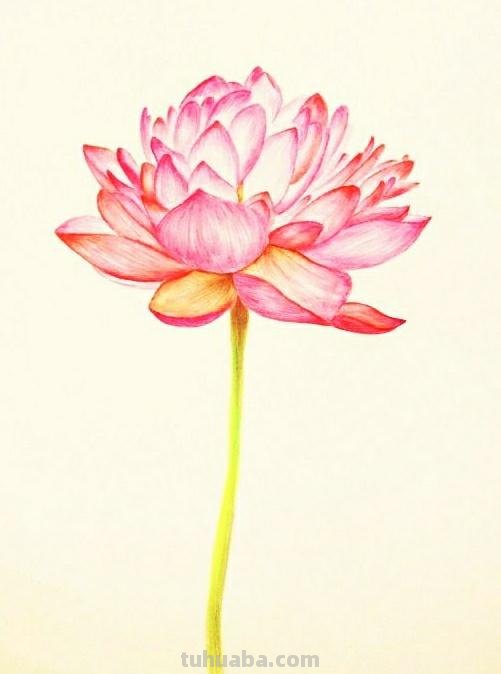 漂亮的彩铅画作品，适合临摹学习！