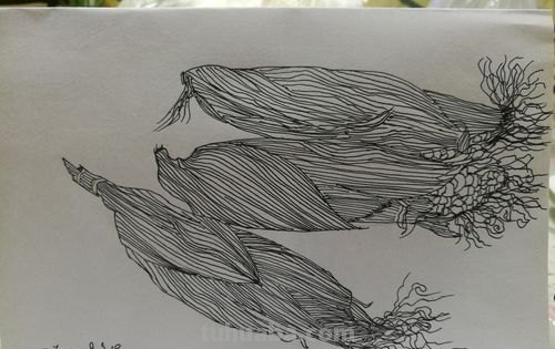 玉米穗速写 如何用素描的方式画出玉米?