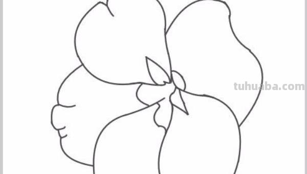 凤仙花怎么画简笔画 怎样画凤仙花？