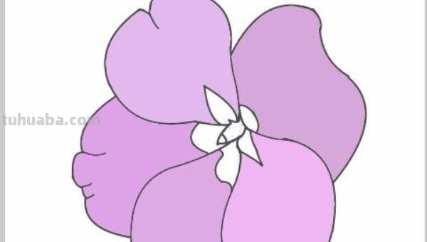 凤仙花怎么画简笔画 怎样画凤仙花？