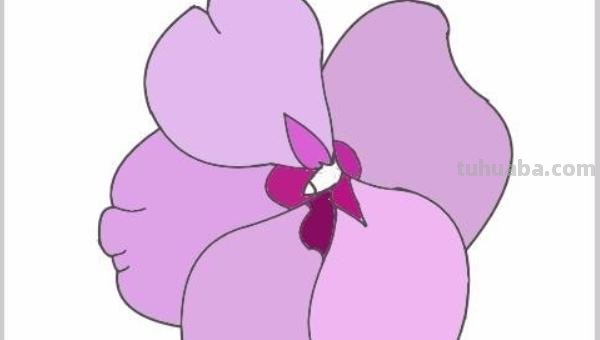 凤仙花怎么画简笔画 怎样画凤仙花？