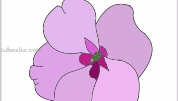 凤仙花怎么画简笔画 怎样画凤仙花？