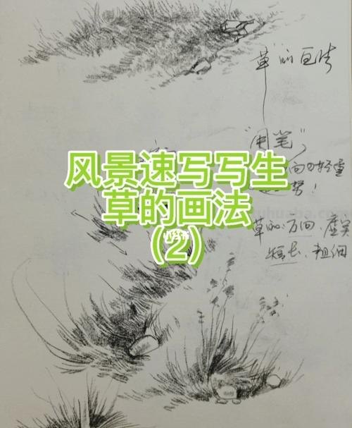 杂草丛速写 草的素描?