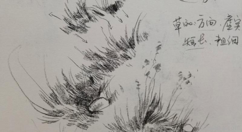 杂草丛速写 草的素描?