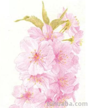 樱花背景怎么画彩铅色 樱花手帐教程彩铅?