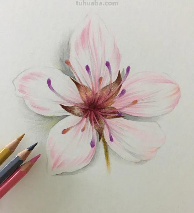 樱花背景怎么画彩铅色 樱花手帐教程彩铅？
