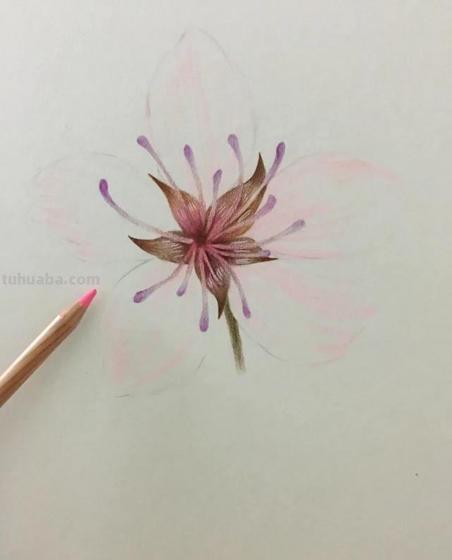 樱花背景怎么画彩铅色 樱花手帐教程彩铅？