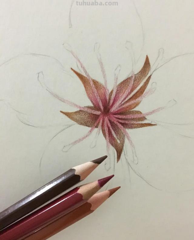 樱花背景怎么画彩铅色 樱花手帐教程彩铅？