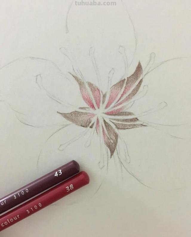 樱花背景怎么画彩铅色 樱花手帐教程彩铅？