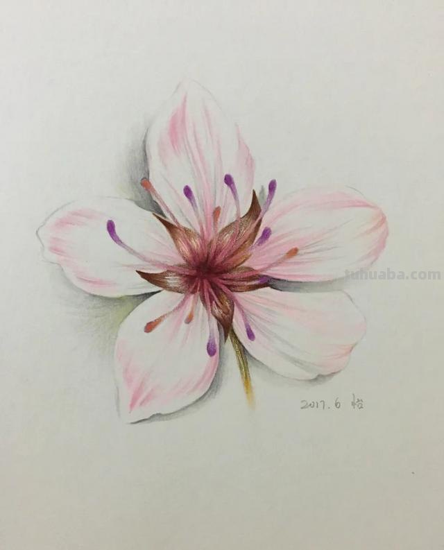樱花背景怎么画彩铅色 樱花手帐教程彩铅？