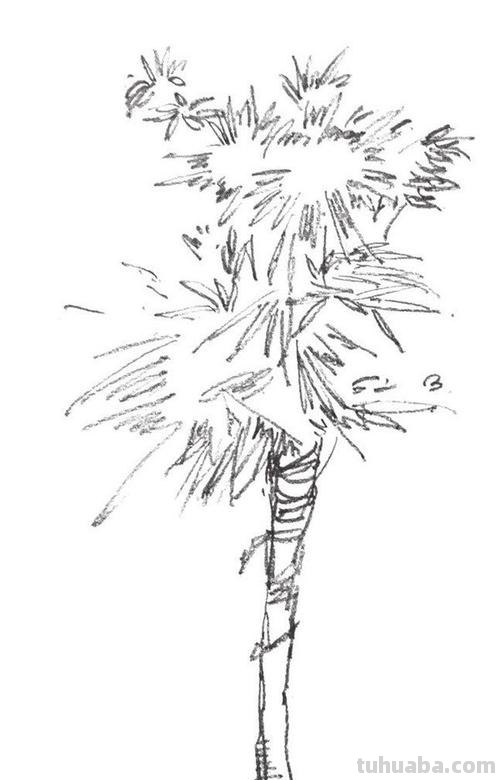 香椿树速写 树木速写技法表现？