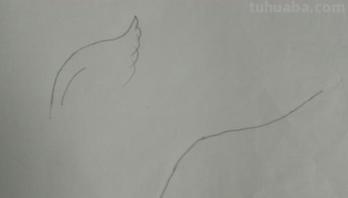 怎么画翅膀简笔画图片 翅膀，简笔画，步骤教程？