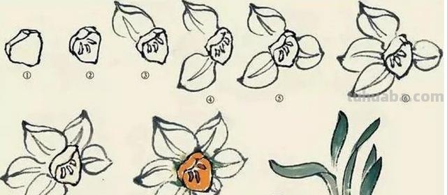 水仙花怎么画简笔画 怎样画水仙花？