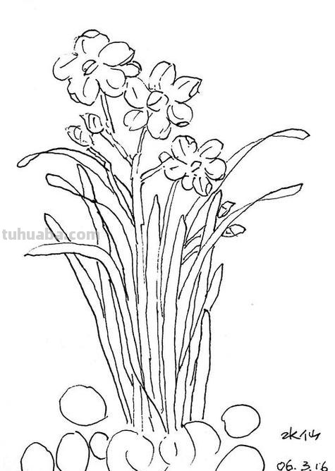 水仙花怎么画简笔画 怎样画水仙花?