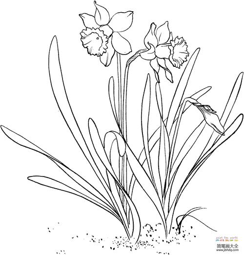 水仙花怎么画简笔画 怎样画水仙花?