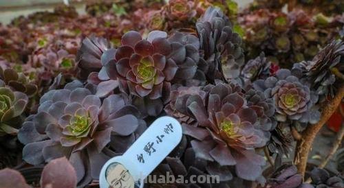 多肉“法师”换盆后,这一点不容忽略,否则容易死翘翘