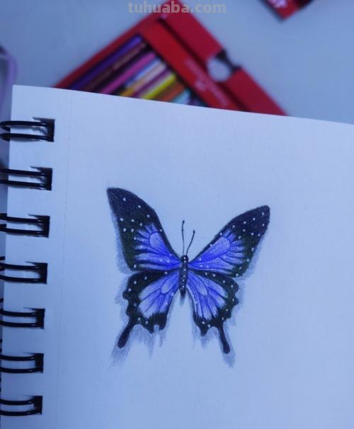 蝴蝶彩铅画 蝴蝶彩铅画图片