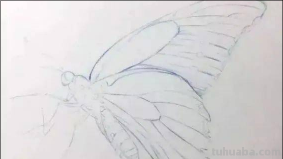 怎么画蝴蝶最漂亮简单
