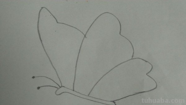 蝴蝶和花朵怎么画