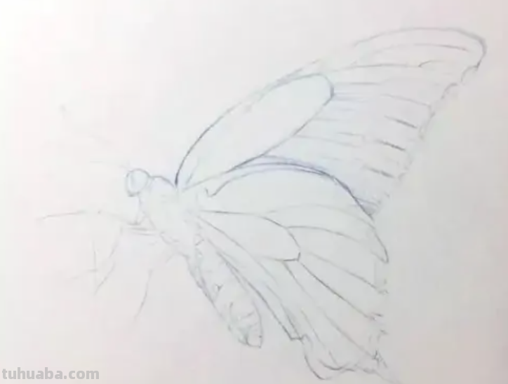 彩铅画教程 初学者
