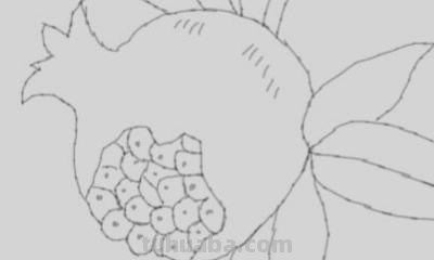 石榴怎么画简笔画图片 石榴的简笔画怎么画，一看步骤就会画？