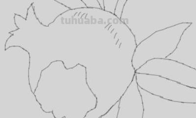 石榴怎么画简笔画图片 石榴的简笔画怎么画，一看步骤就会画？