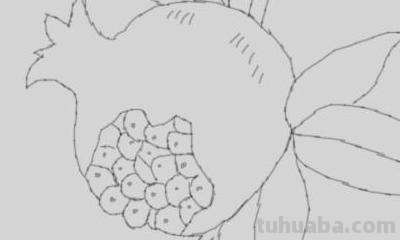 石榴怎么画简笔画图片 石榴的简笔画怎么画，一看步骤就会画？