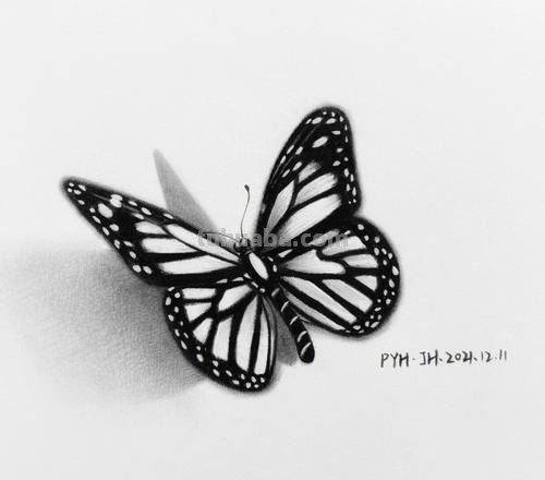 蝴蝶素描 蝴蝶素描画图片大全