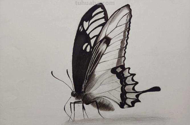 蝴蝶素描 蝴蝶素描画图片大全