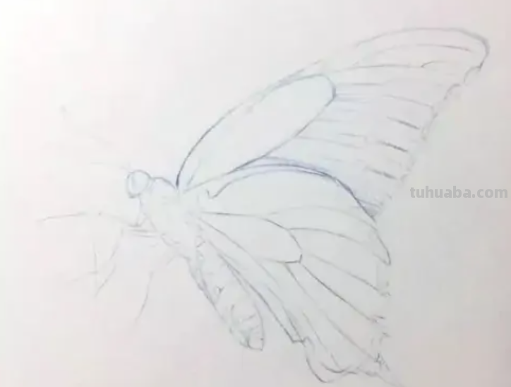 彩铅画教程 初学者