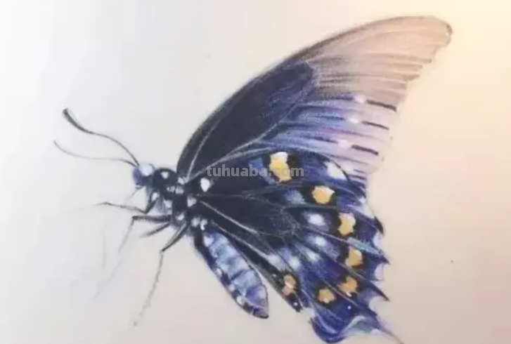 彩铅画教程 初学者