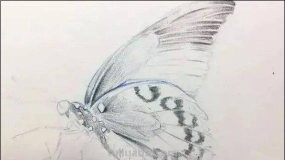 怎么画蝴蝶最漂亮简单
