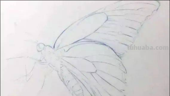 怎么画蝴蝶最漂亮简单