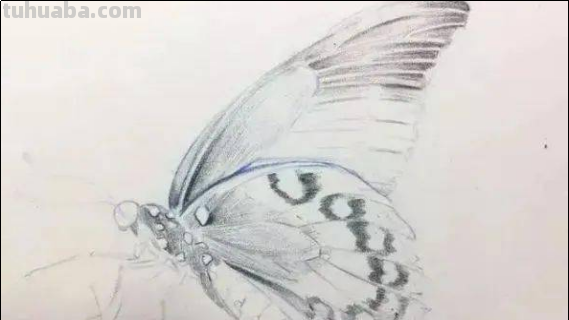 怎么画蝴蝶最漂亮简单