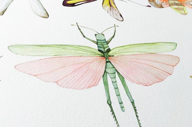 跟着画家画水彩,植物与昆虫唯美插画,大自然的和谐之美