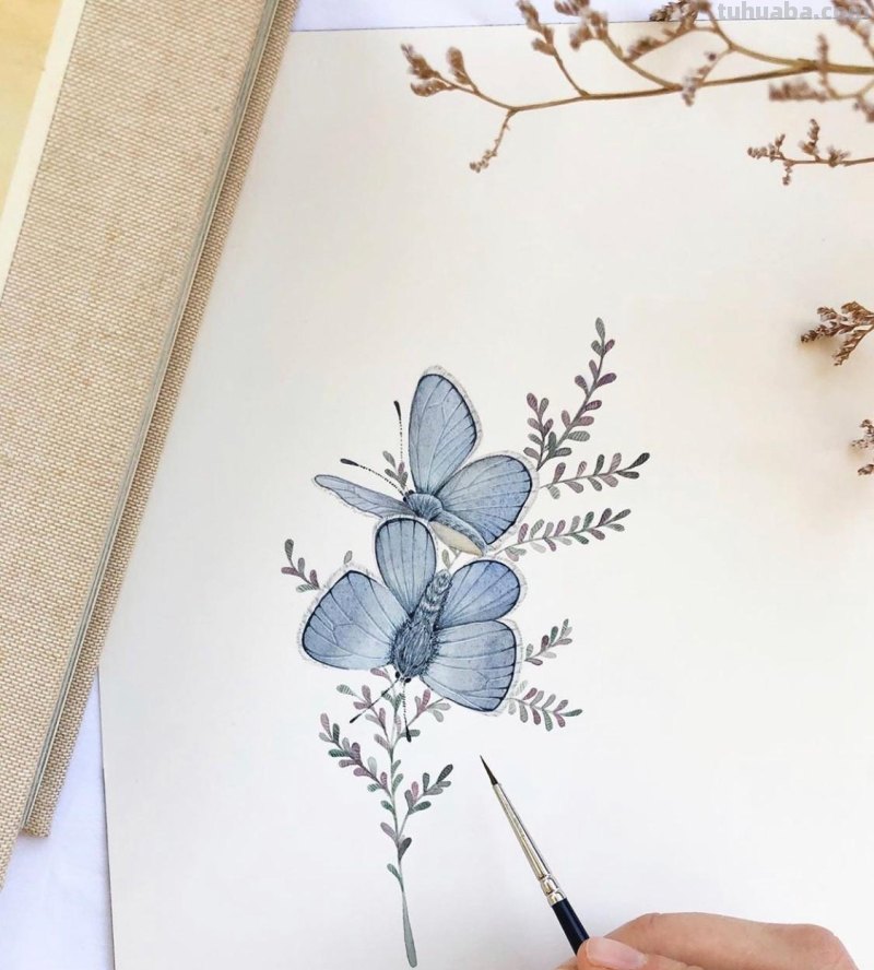 跟着画家画水彩，植物与昆虫唯美插画，大自然的和谐之美