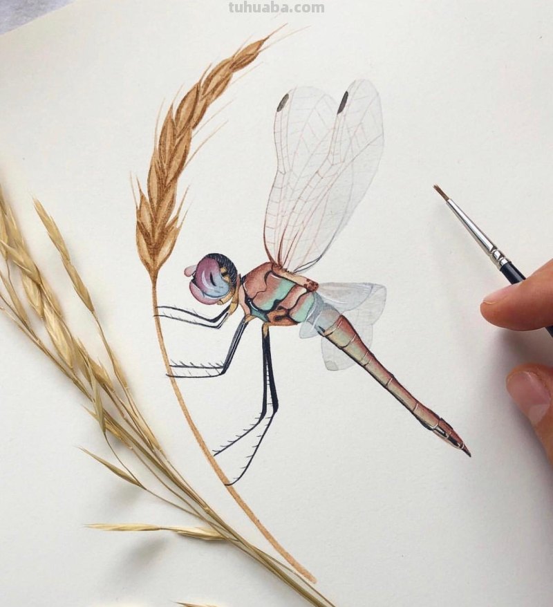 跟着画家画水彩，植物与昆虫唯美插画，大自然的和谐之美