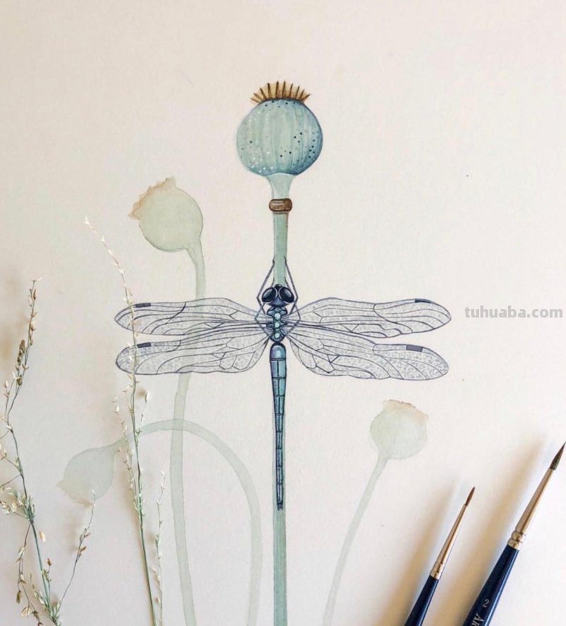 跟着画家画水彩，植物与昆虫唯美插画，大自然的和谐之美