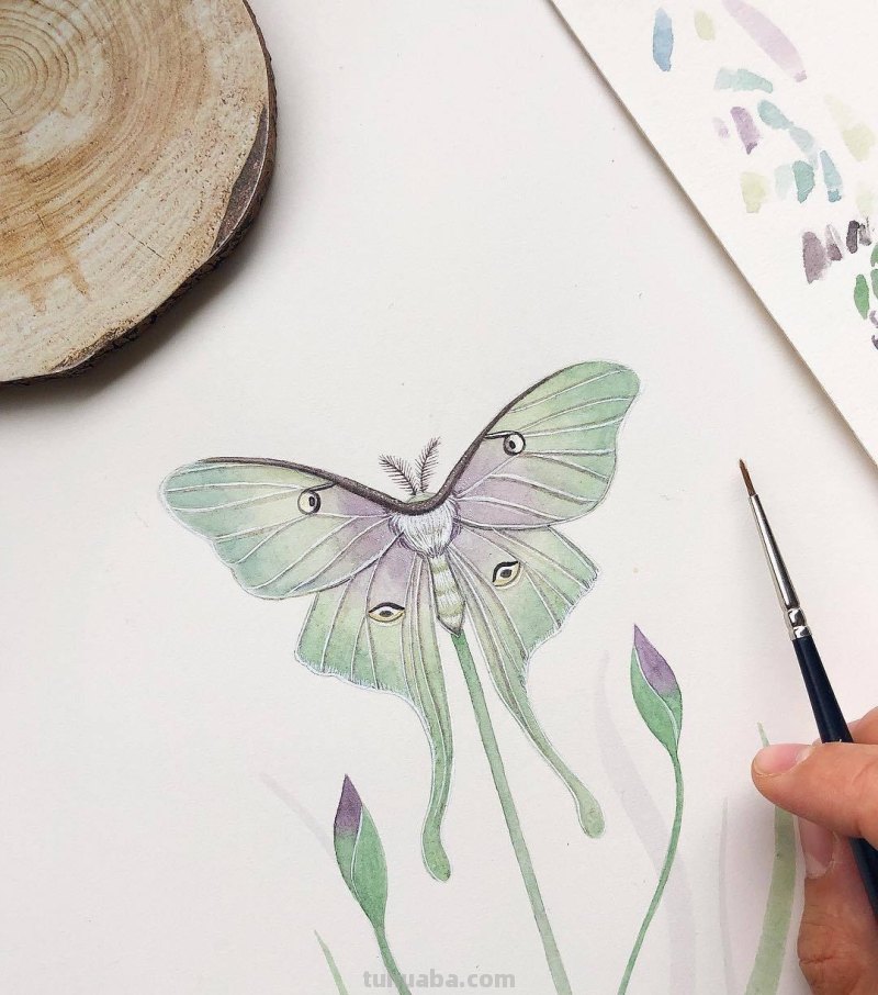 跟着画家画水彩，植物与昆虫唯美插画，大自然的和谐之美