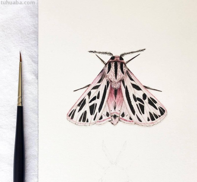 跟着画家画水彩，植物与昆虫唯美插画，大自然的和谐之美