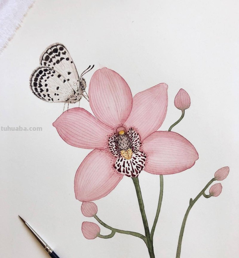 跟着画家画水彩，植物与昆虫唯美插画，大自然的和谐之美