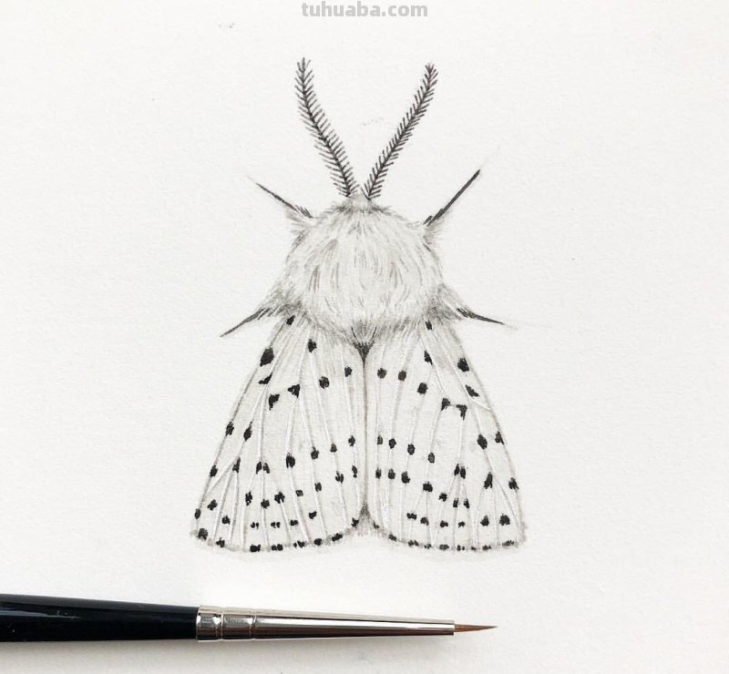 跟着画家画水彩，植物与昆虫唯美插画，大自然的和谐之美