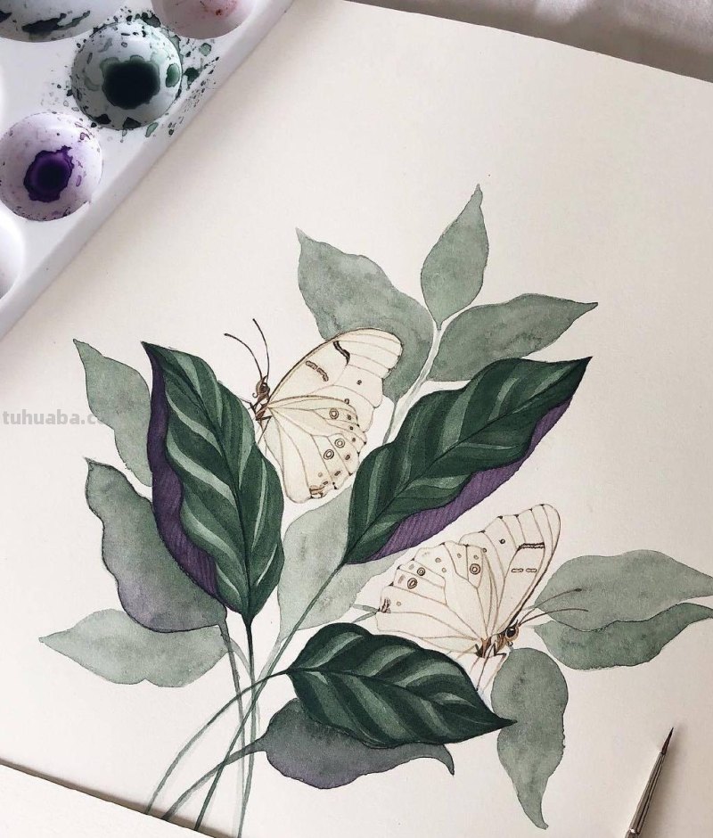 跟着画家画水彩，植物与昆虫唯美插画，大自然的和谐之美
