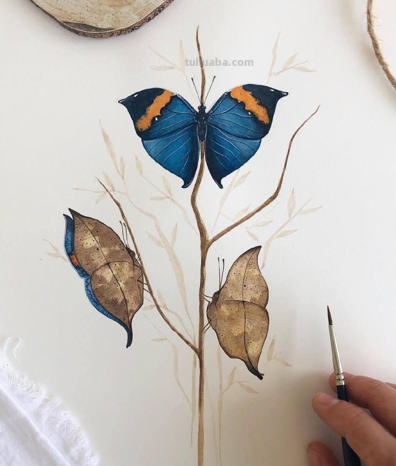跟着画家画水彩，植物与昆虫唯美插画，大自然的和谐之美